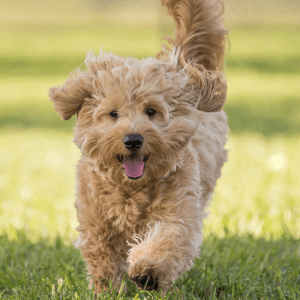 Havanese