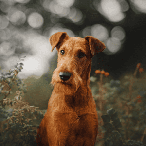 Irish Terrier
