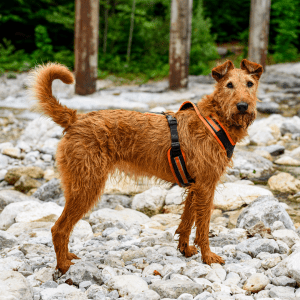 Irish Terrier