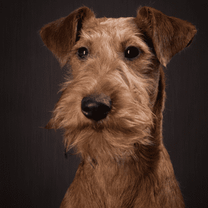 Irish Terrier