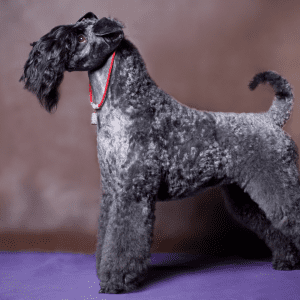Kerry Blue Terrier