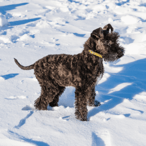 Kerry Blue Terrier Puppy