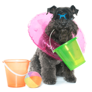 Kerry Blue Terrier