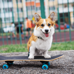 Pembroke Welsh Corgi