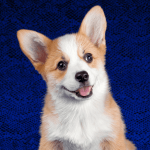Pembroke Welsh Corgi