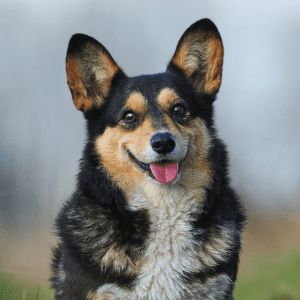 Pembroke Welsh Corgi