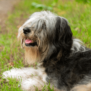 Polish Lowland Sheepdog