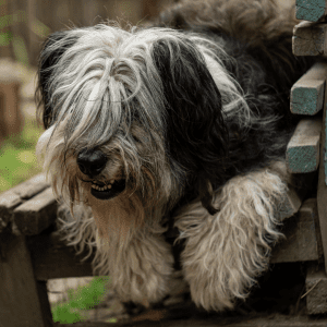 Polish Lowland Sheepdog