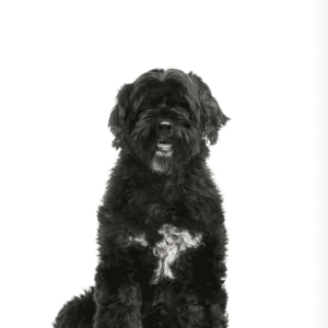 Portuguese Water Dog
