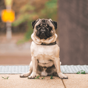 Pug