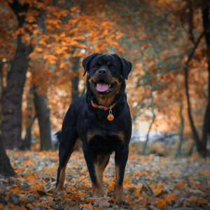 Rottweiler