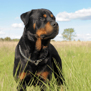 Rottweiler