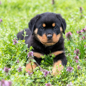 Rottweiler