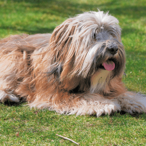 Tibetan Terrier