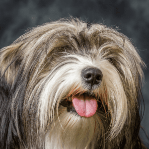 Tibetan Terrier