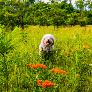 Tibetan Terrier