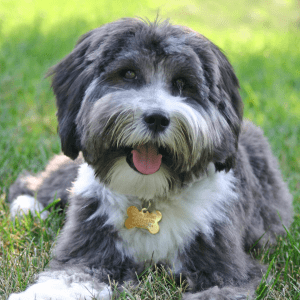 Tibetan Terrier