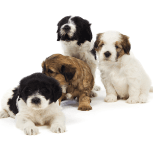Tibetan Terrier