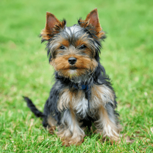 Yorkshire Terrier