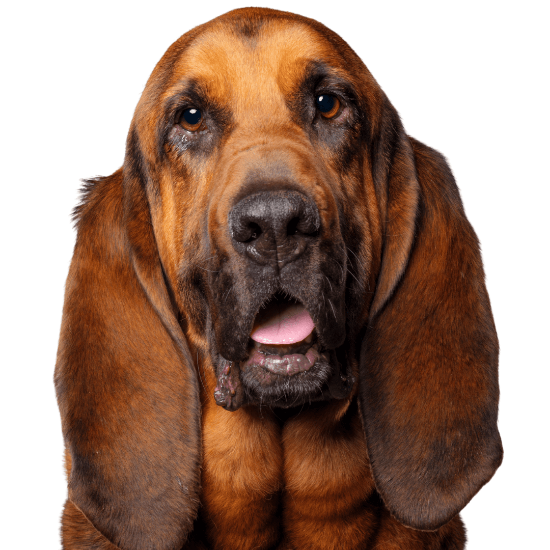 Bloodhound