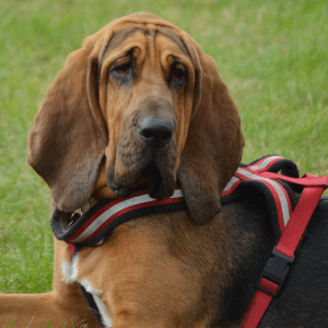 Bloodhound