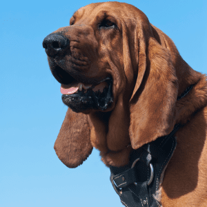 Bloodhound