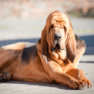 Bloodhound