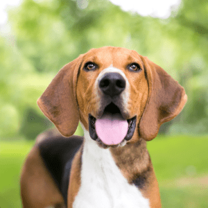 American Foxhound