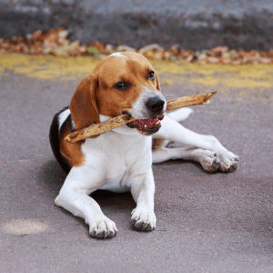 American Foxhound