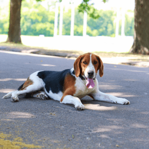 American Foxhound