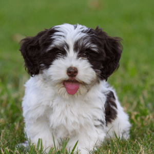 Havanese