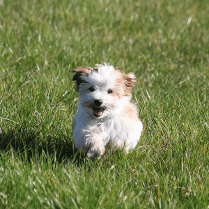 Havanese