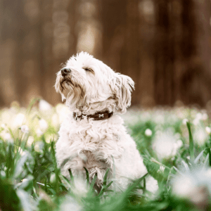 Havanese