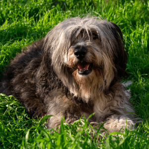 Polish Lowland Sheepdog