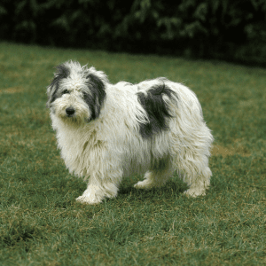 Polish Lowland Sheepdog