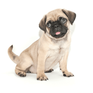 Pug