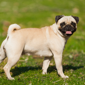 Pug