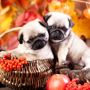 Pug
