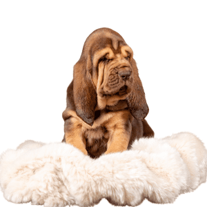 Bloodhound