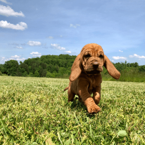 Bloodhound