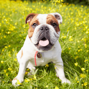 English Bulldog