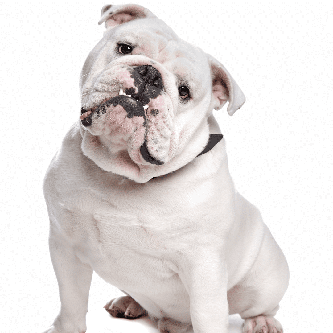 English Bulldog