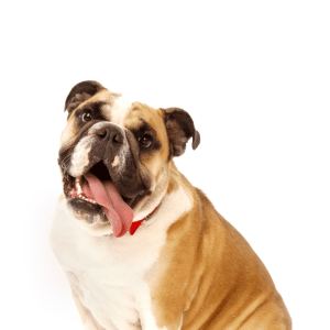 English Bulldog