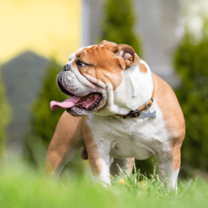 English Bulldog