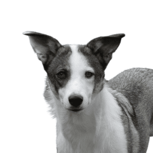 Canaan Dog