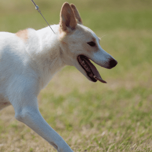 Canaan Dog