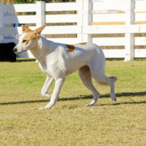 Canaan Dog