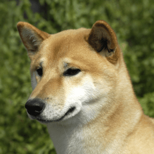 Canaan Dog