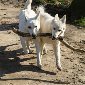 Canaan Dog