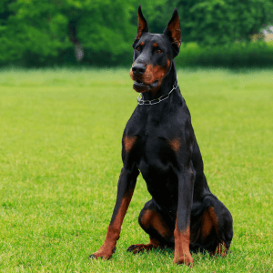 Doberman Pinscher